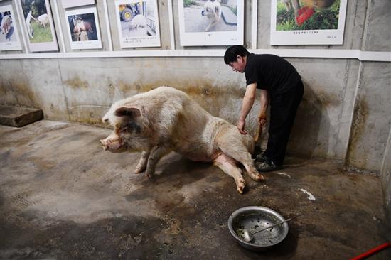 进食后，饲养员龚国成准备给“猪坚强”上药。